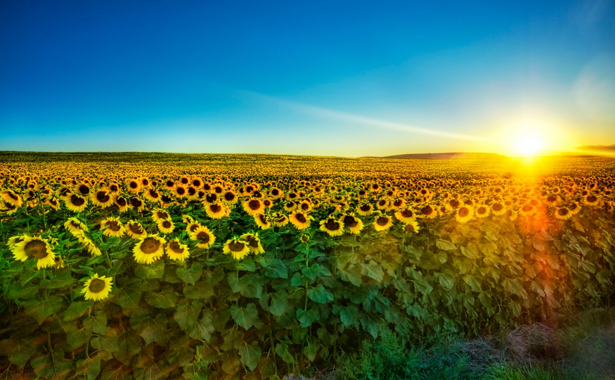 Sunflower sunset photography landscape 4k