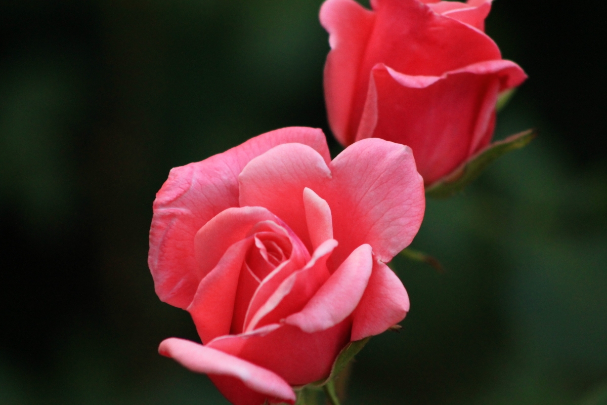 4k rose wallpaper