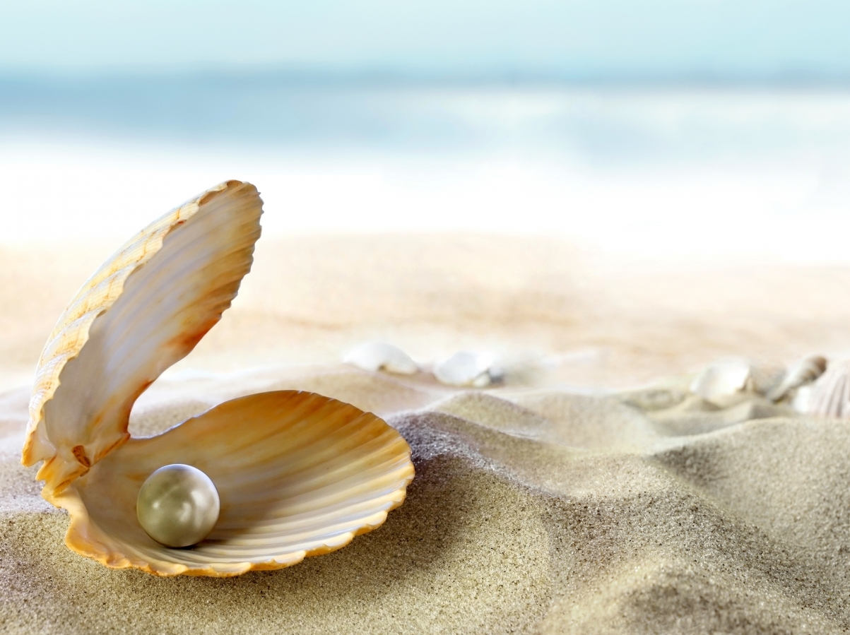 Shells, beach, pearls, HD pictures