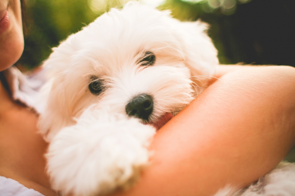 Beautiful Hug Puppy 4k Wallpaper