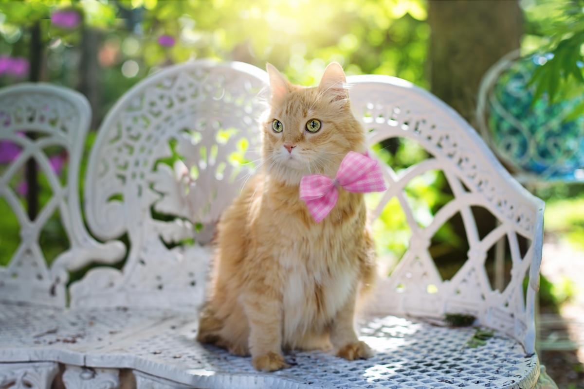 Cat bow summer sunshine 4K