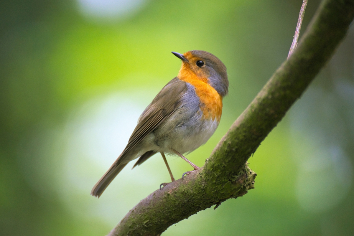 Robin Bird 4K Picture