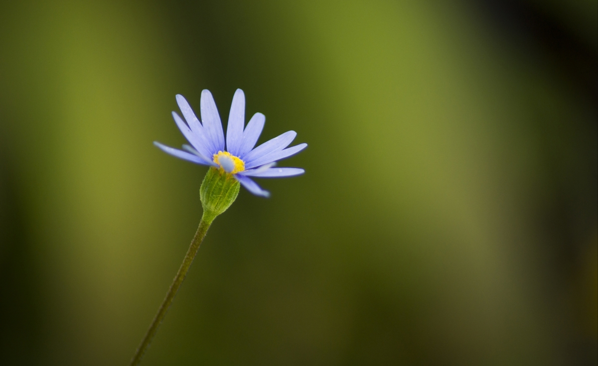 Purple Flower HD 4K Wallpaper