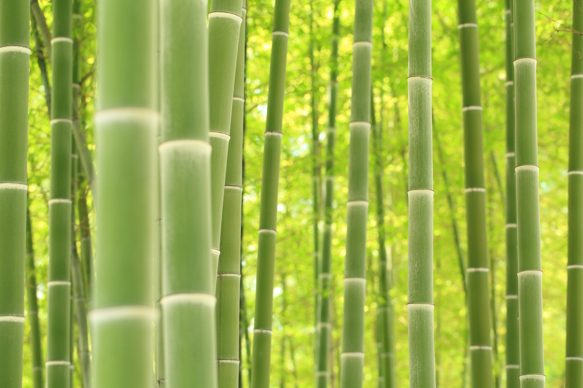 Bamboo 4k picture