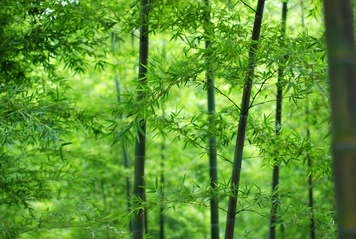 Bamboo Forest Green Bamboo Leaf Bamboo 4K Protection