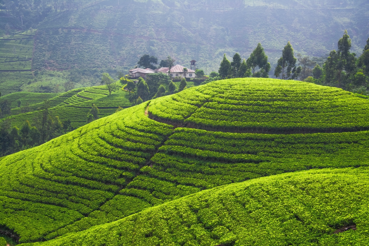4K Scenery of Tea Plantation Fields and Mountains