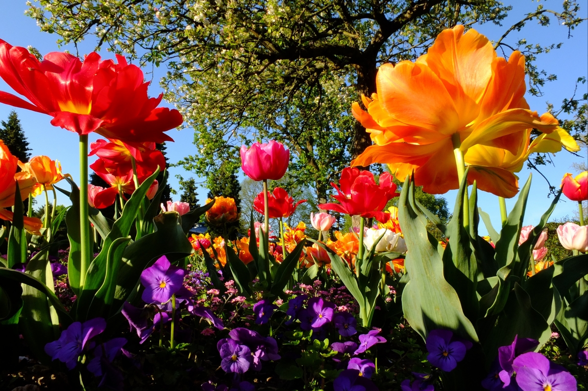 Tulip flowers 4k picture