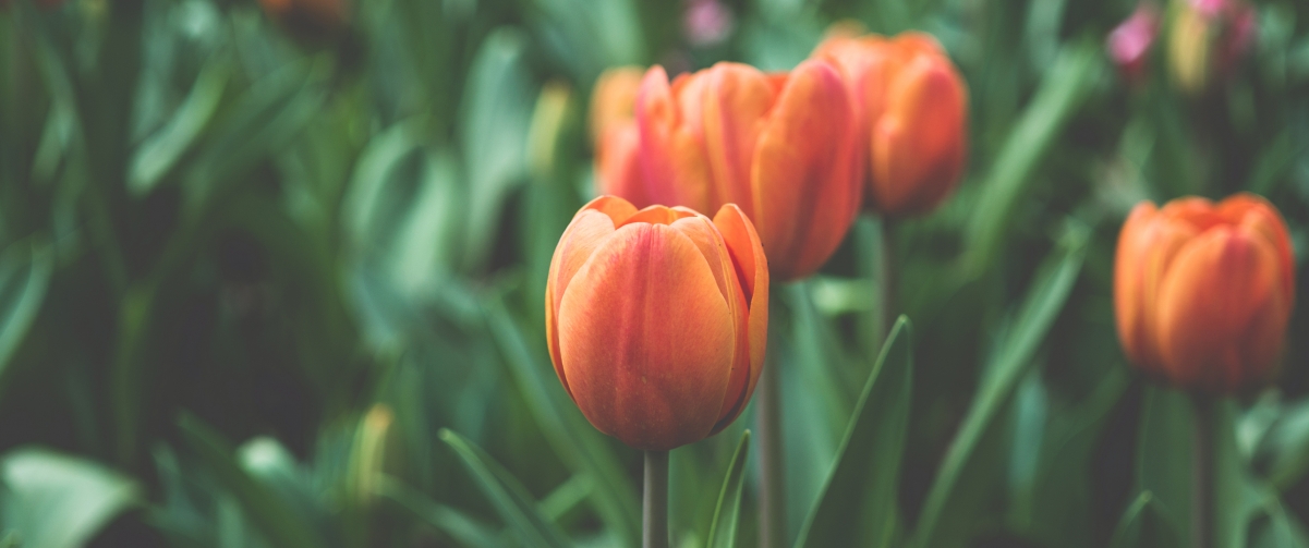 Tulip 3440x1440 Wallpaper