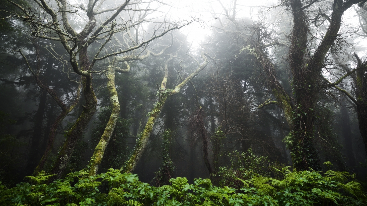 Rainforest 4k landscape wallpaper