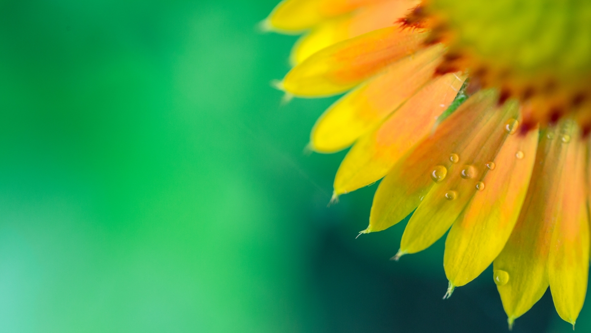 Cosmos 4k HD picture after rain