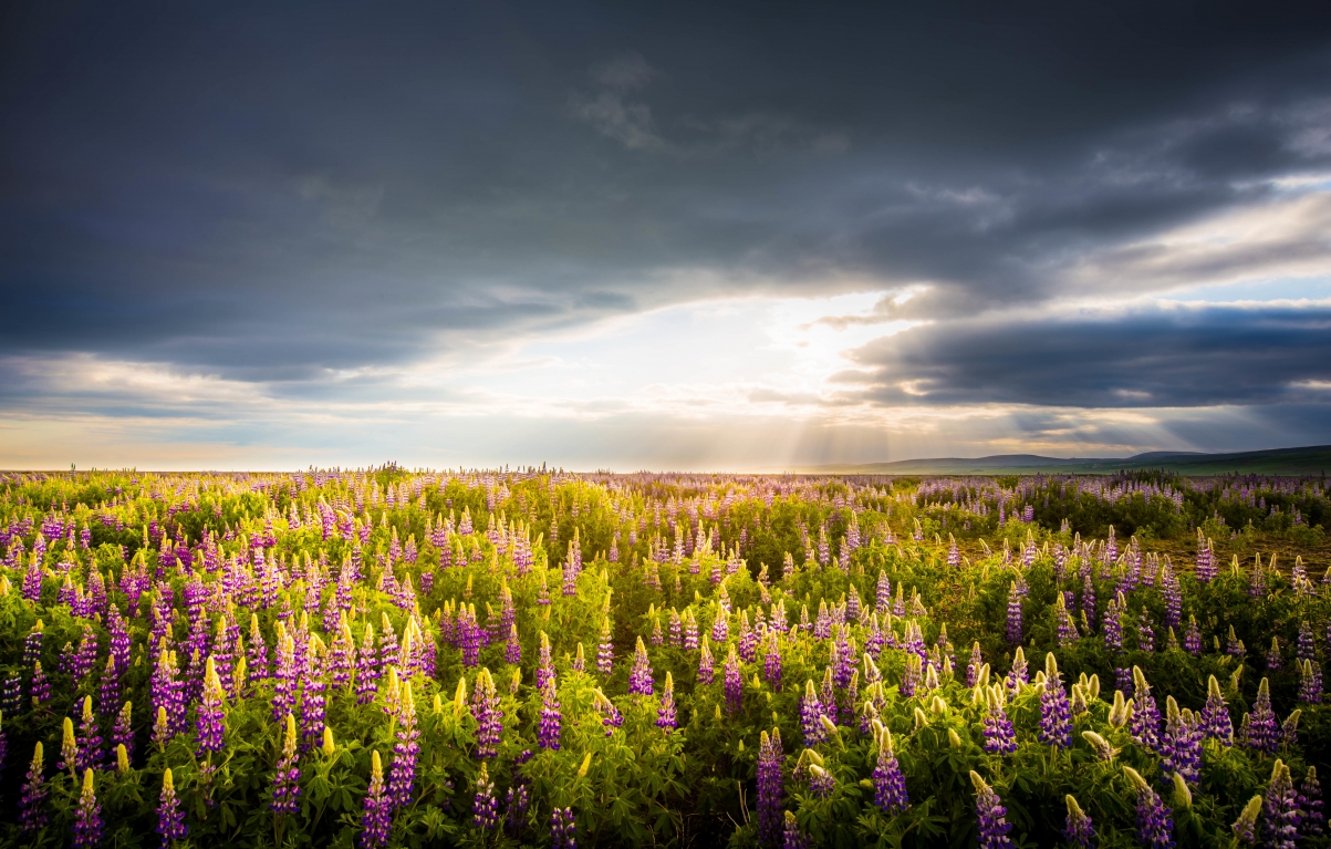 Lupin Lupin Flower Sky 5K Wind