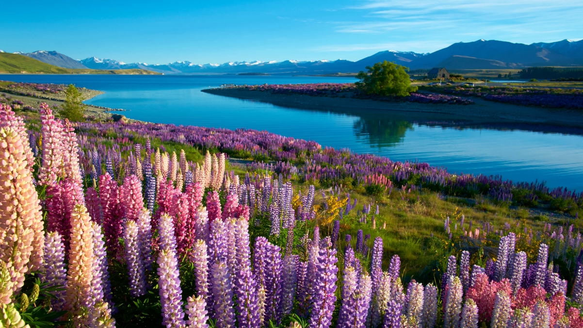 Lupine river lake water scenery 4k