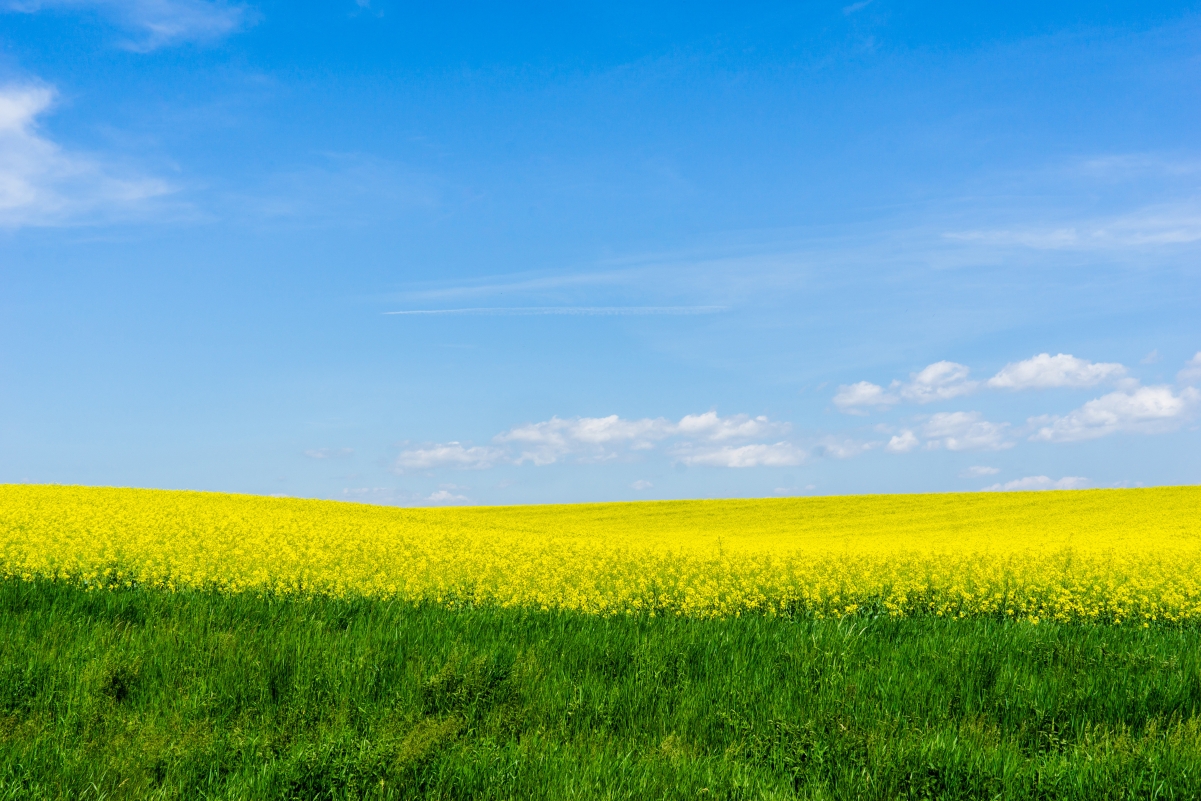Canola Flower 4K Landscape Wallpaper