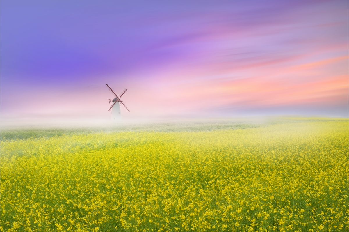 Rape flower field 4k landscape wallpaper
