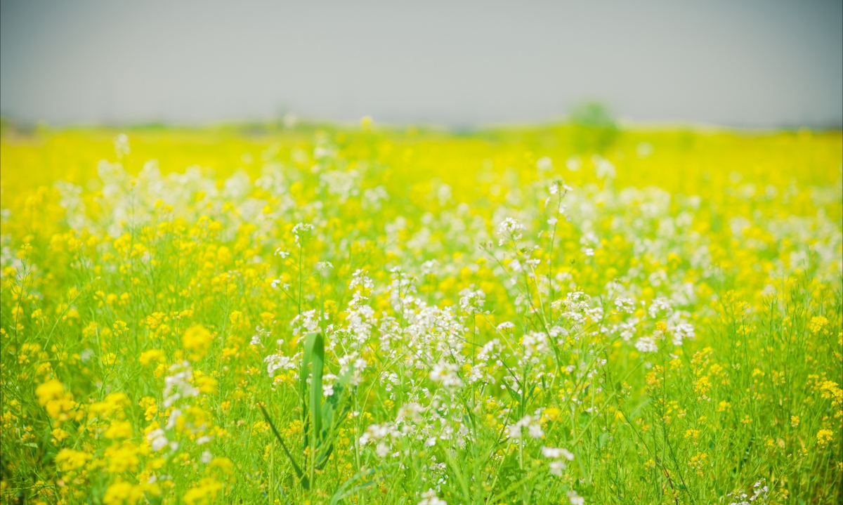 Canola Flower HD 4K Wallpaper