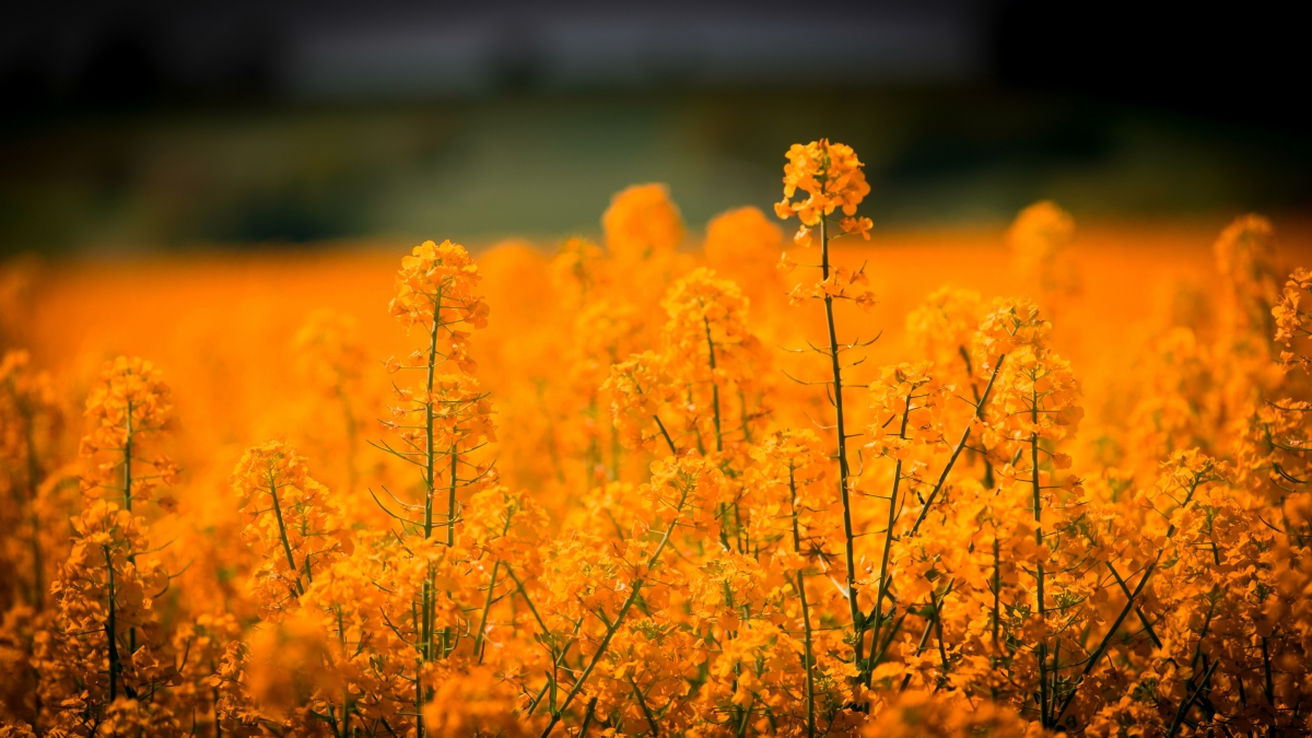 Canola flower landscape 4k picture