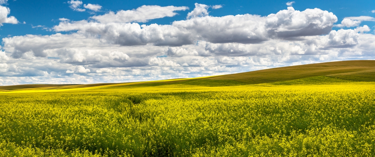 Rape Flower Landscape 3440x1440 Wallpaper