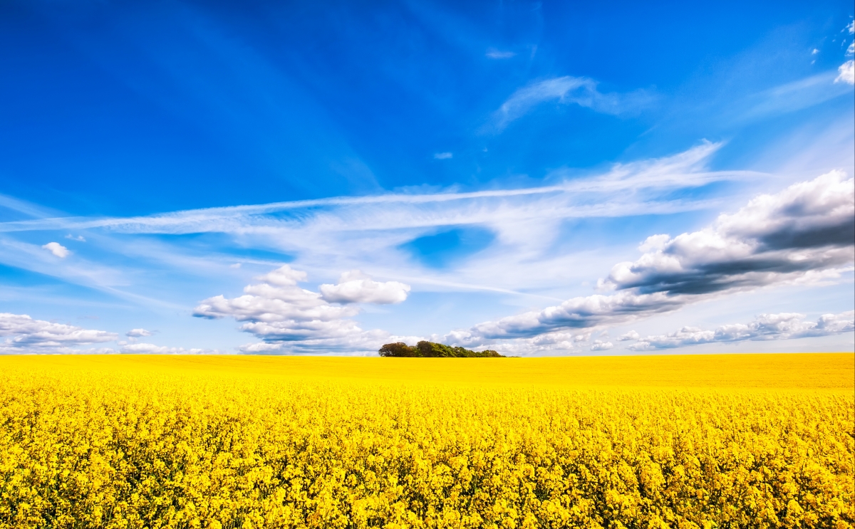 Canola flower sky 4K HD landscape