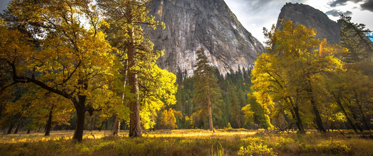 Yosemite National Park Autumn Tree