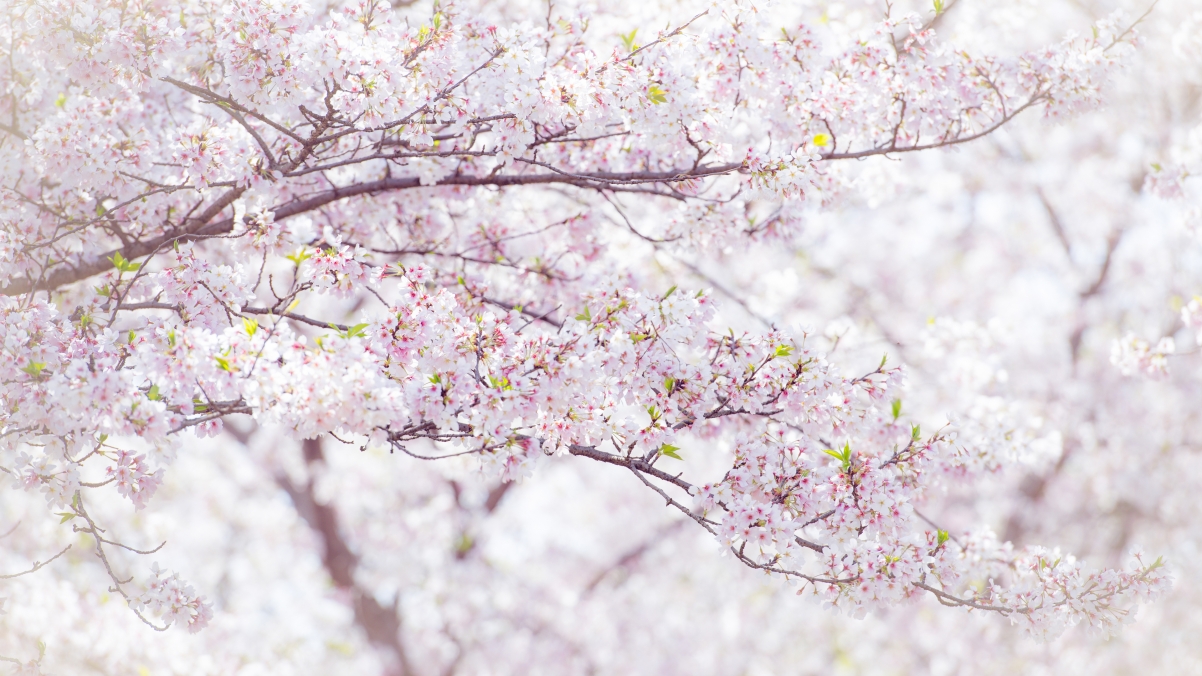 Sakura Photography@吴秋huang Sakura 4k