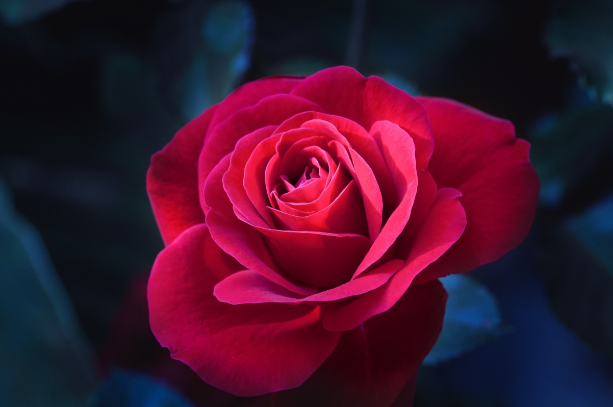 A bright red rose in the night sky