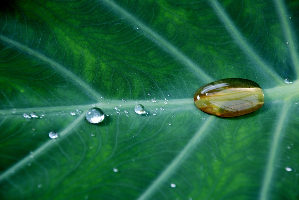Water droplets on leaves