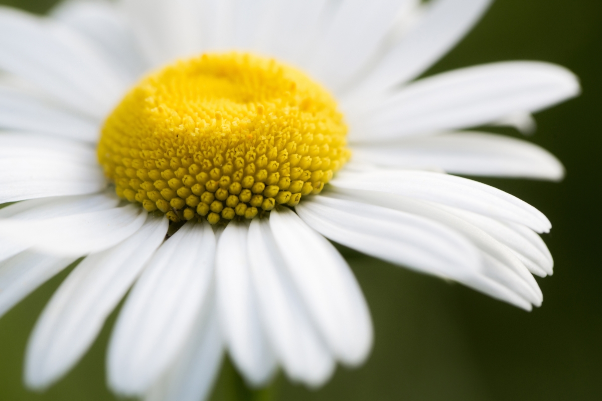 Chamomile flower close-up 4K wallpaper