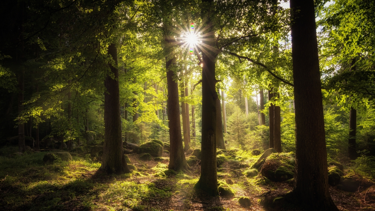 Sun through the woods 4k landscape wallpaper