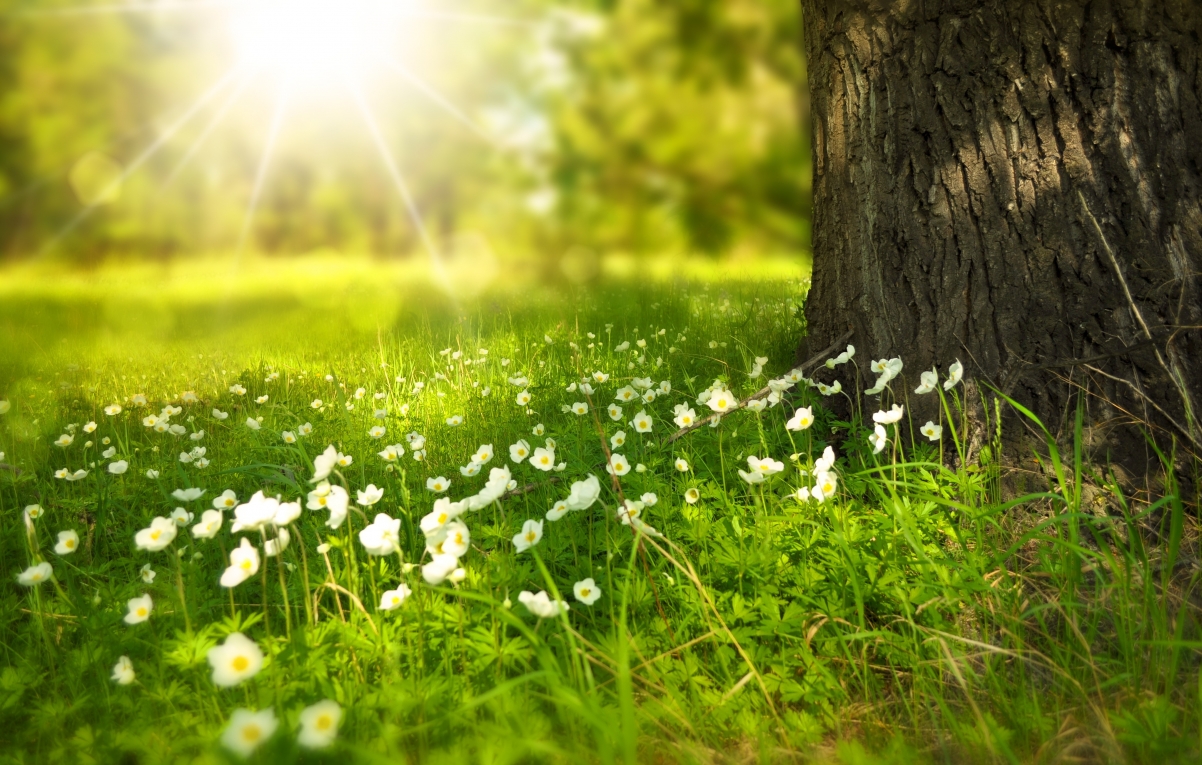 Sunny Meadow Tree Flowers 4K