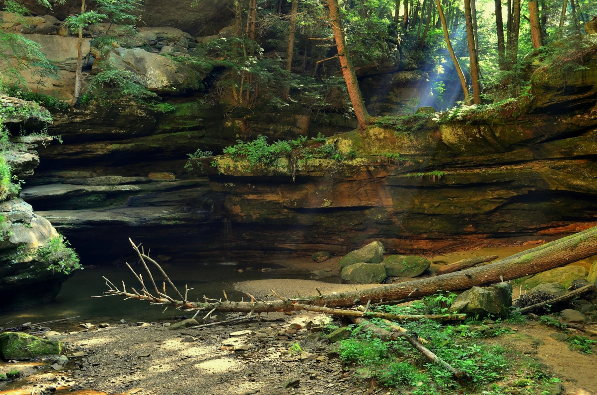 Rocky stream forest water trees
