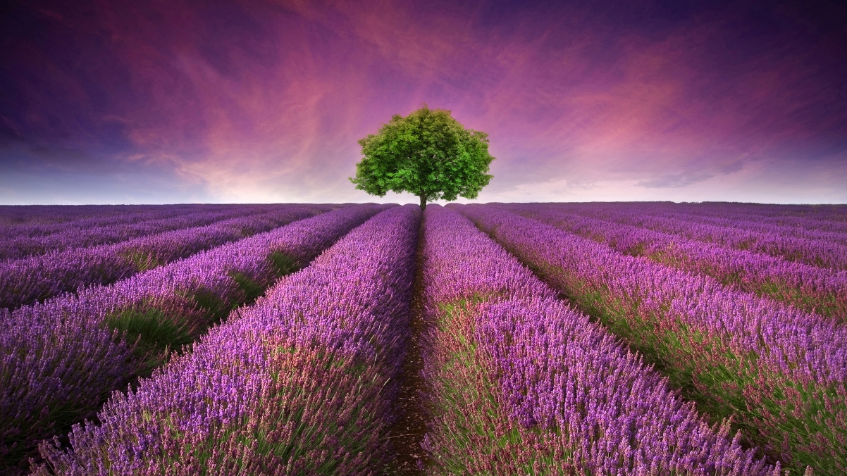 Lavender Flower Field Nature Tree 4K Kaoru