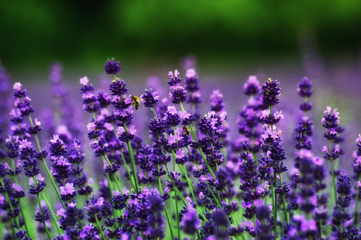 Lavender bee background 4K wall
