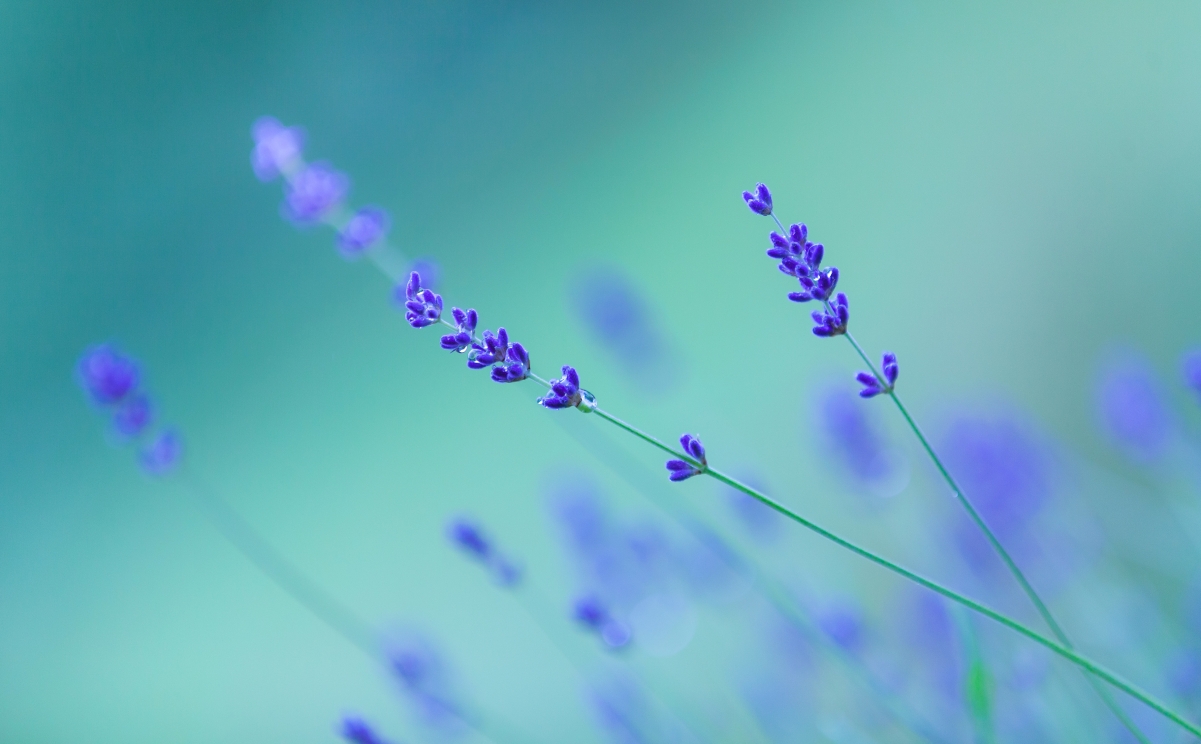 Lavender Flower Small Fresh 4K Wallpaper
