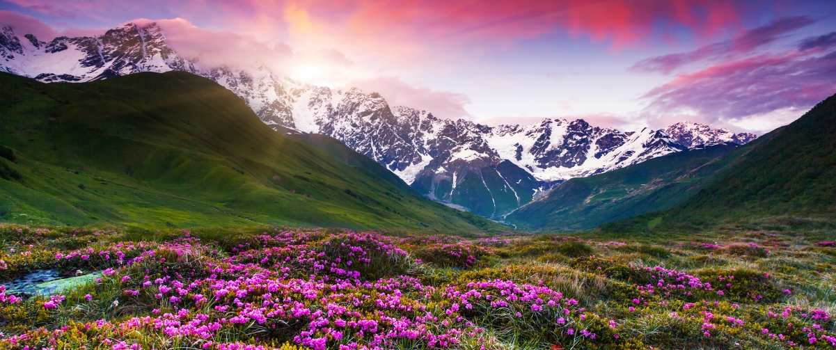 Snow-capped grassland with flowers 3440