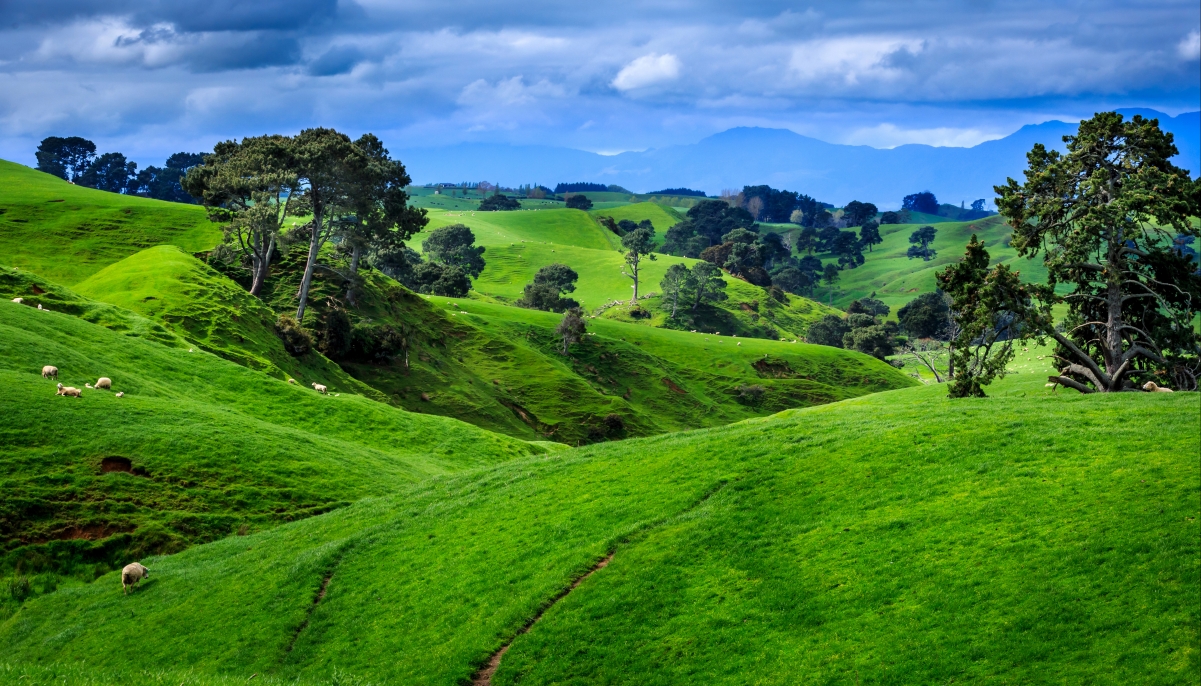 New Zealand, field, pasture landscape