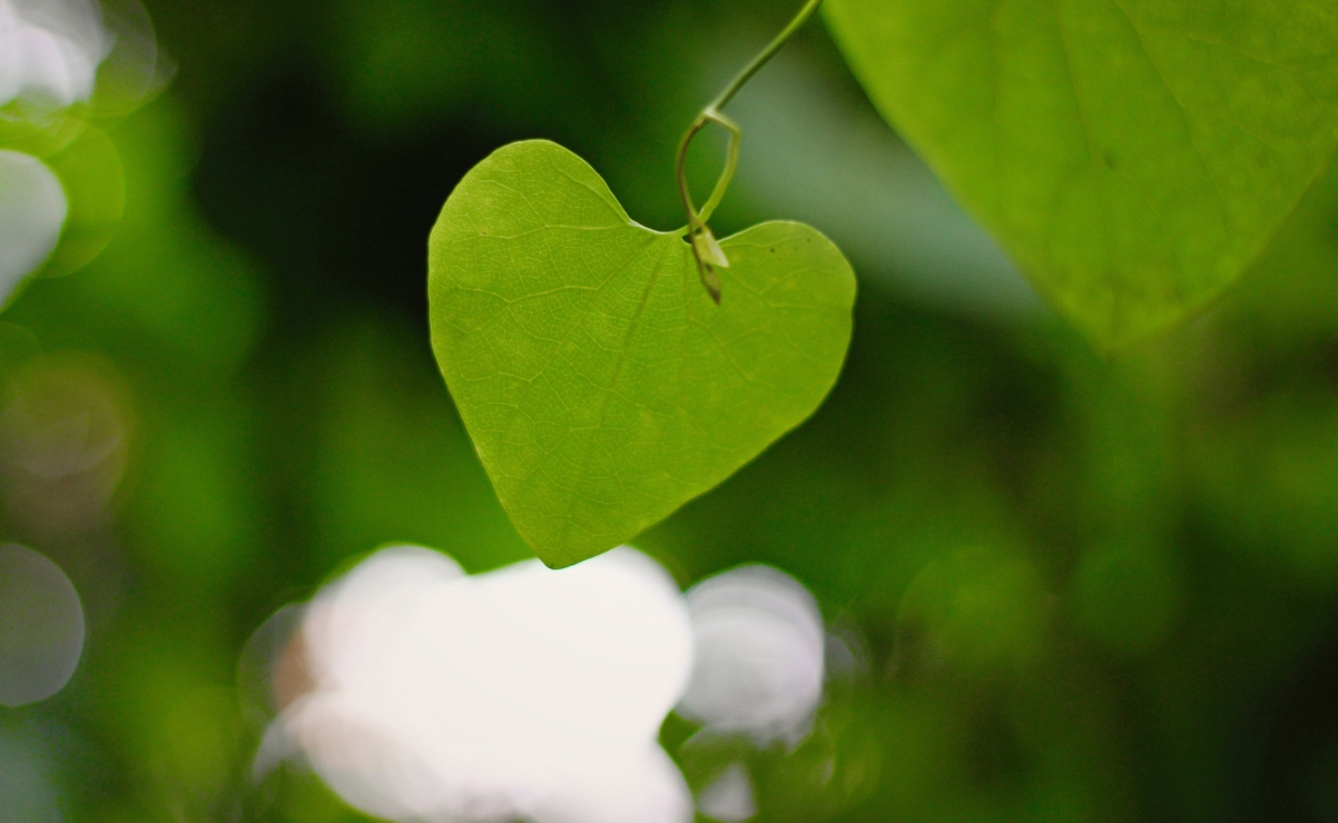 Heart-shaped leaves, love leaves, eye-protecting green leaves