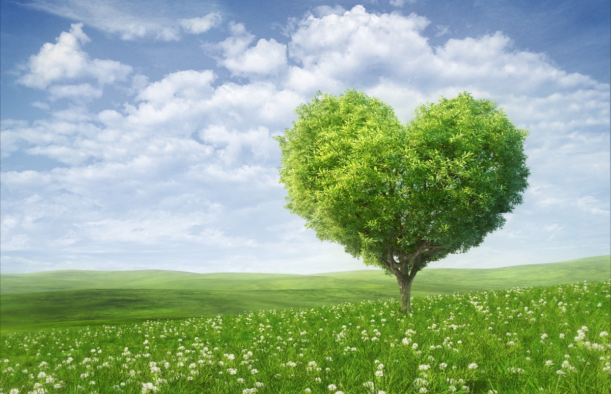 Heart-shaped tree, love tree, Tanabata, lover