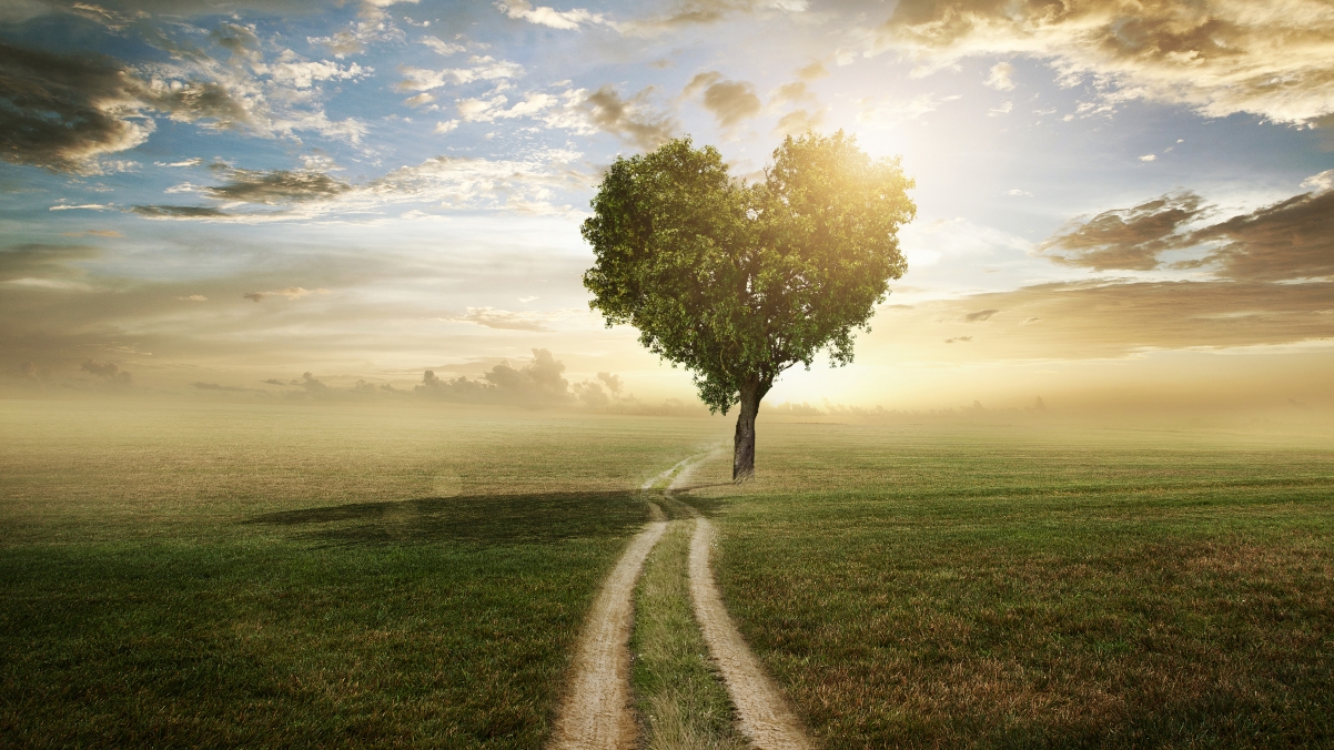 Heart-shaped tree road natural scenery 4K