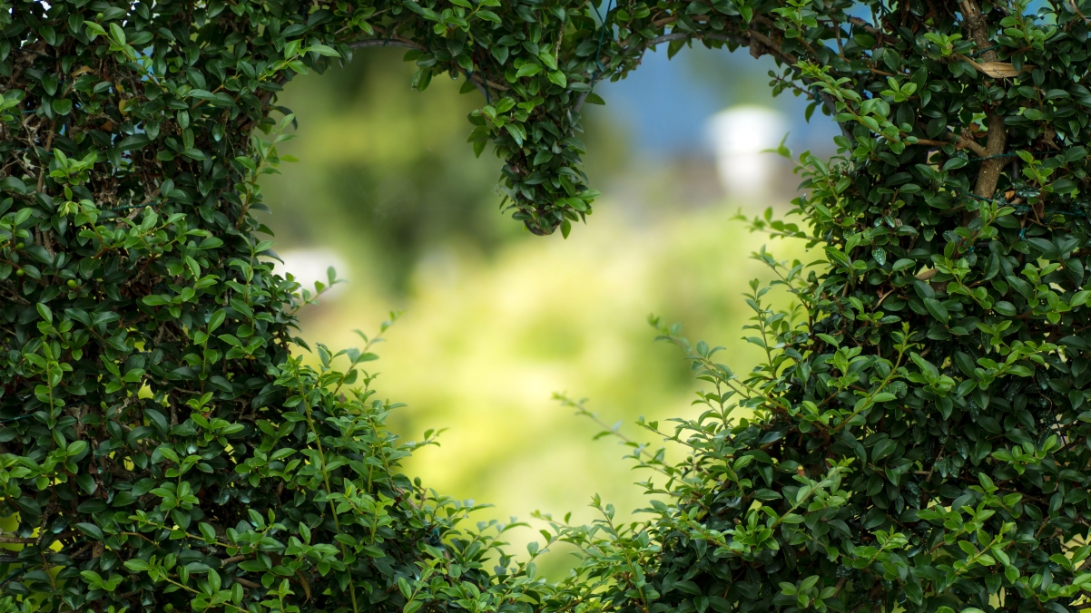 Heart of green leaves 4k HD pictures