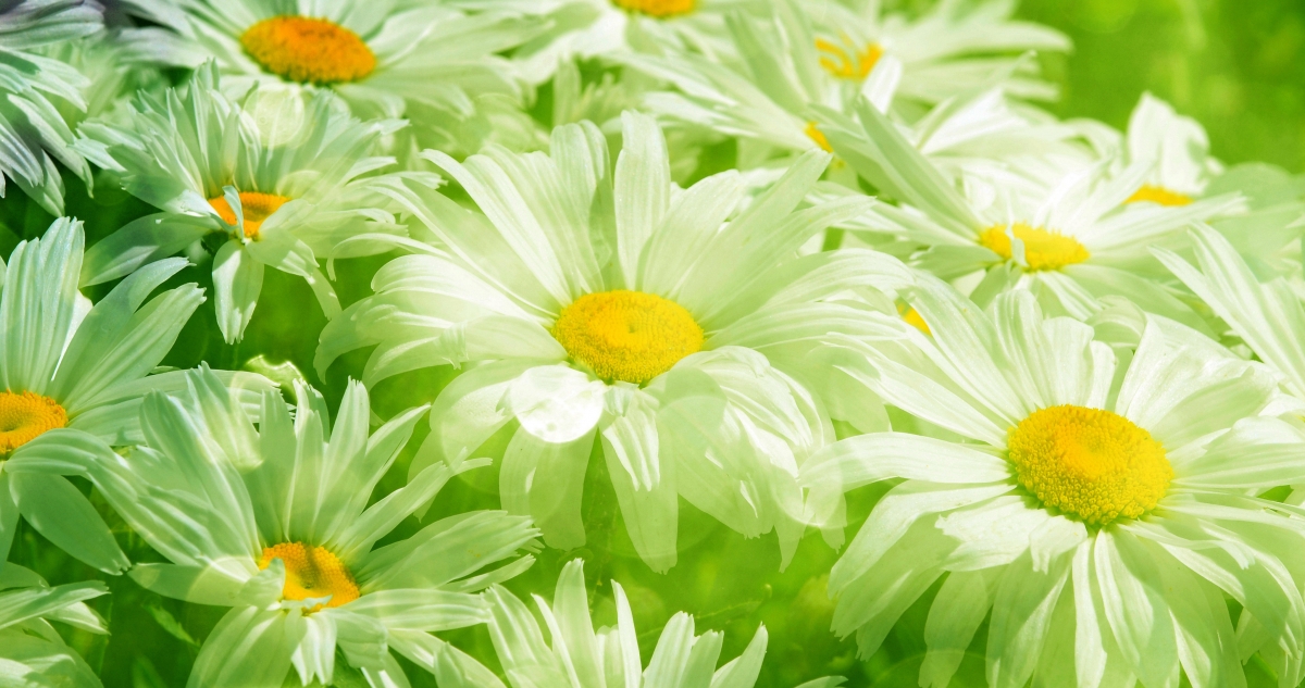 Small fresh flowers 4k wallpaper