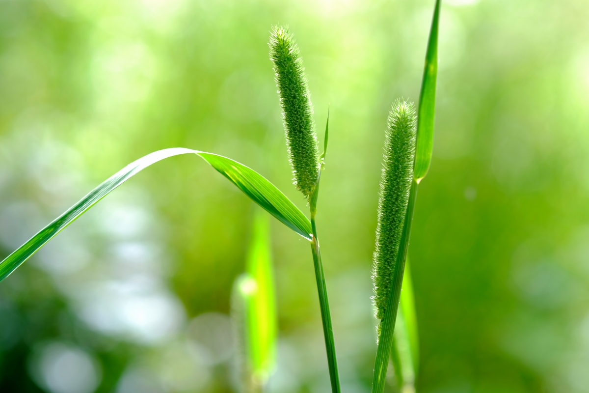 Small grass wild grass forest green leaves
