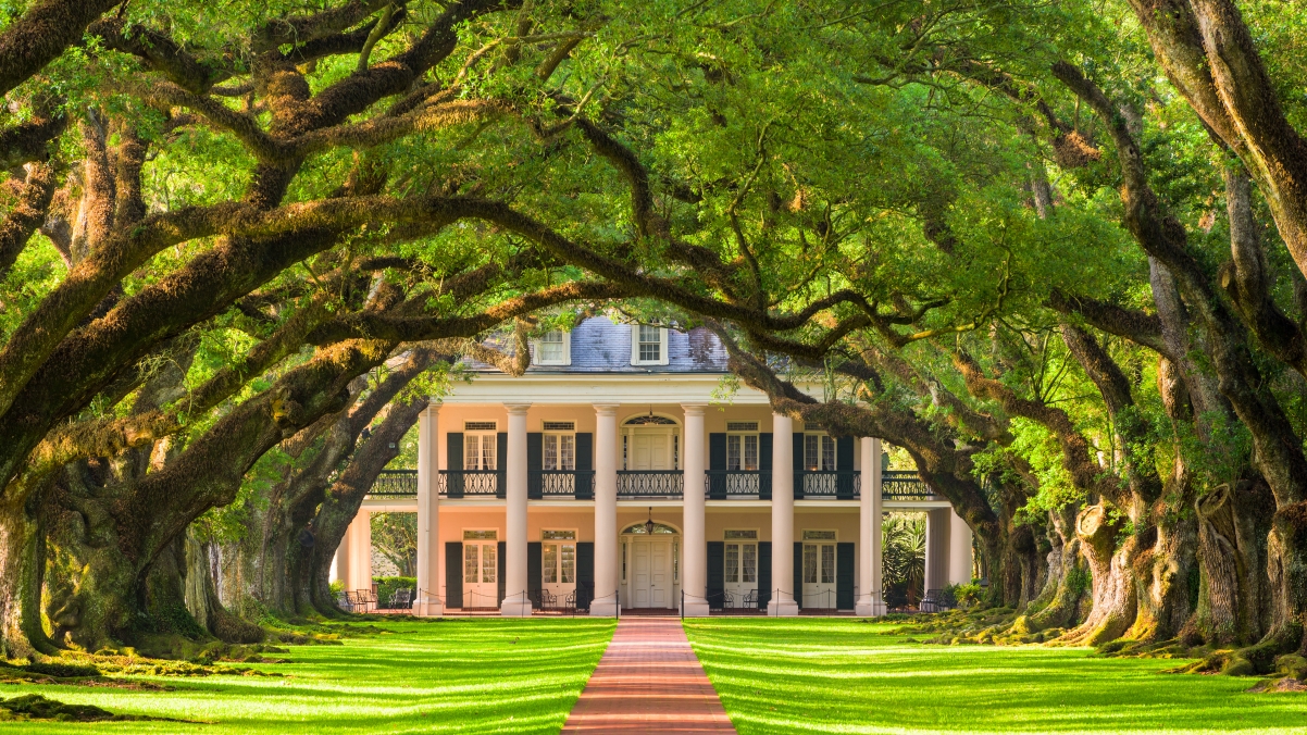 Oak Alley Planting Garden Shade Path