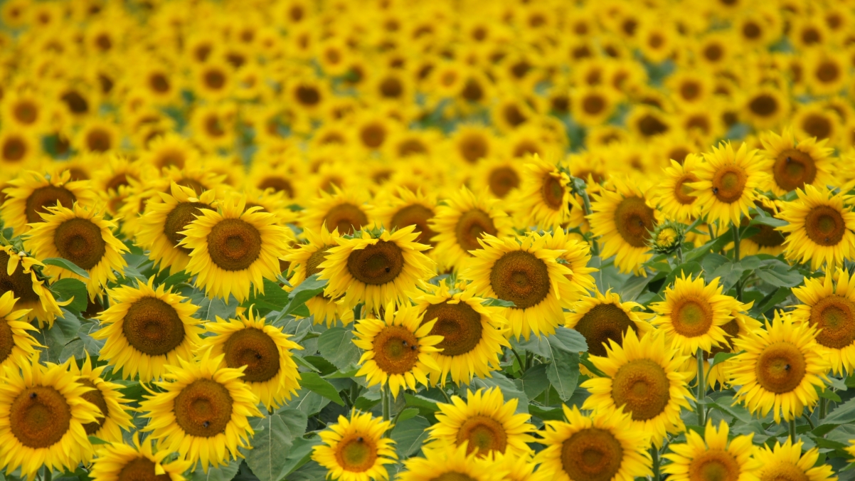 Sunflower 4k wallpaper