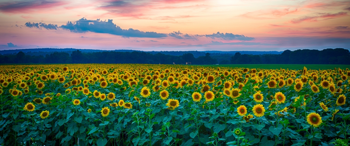 Sunflower Flower Sea 3440x1440 Hairtail