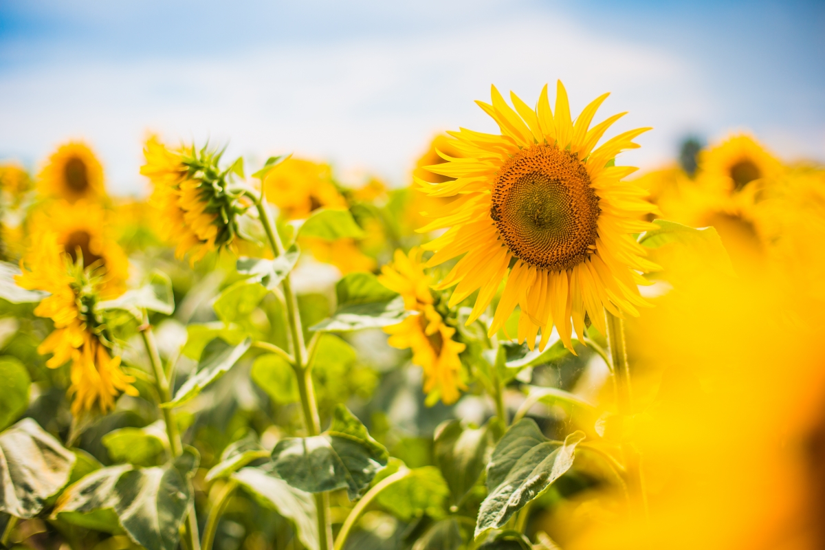 Sunflower 4K HD Wallpaper