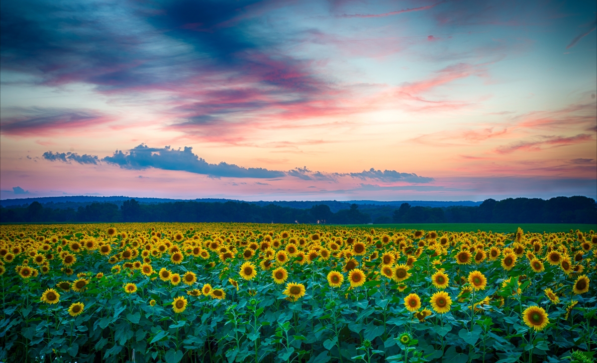 Sunflower, flower field, evening, sunset,