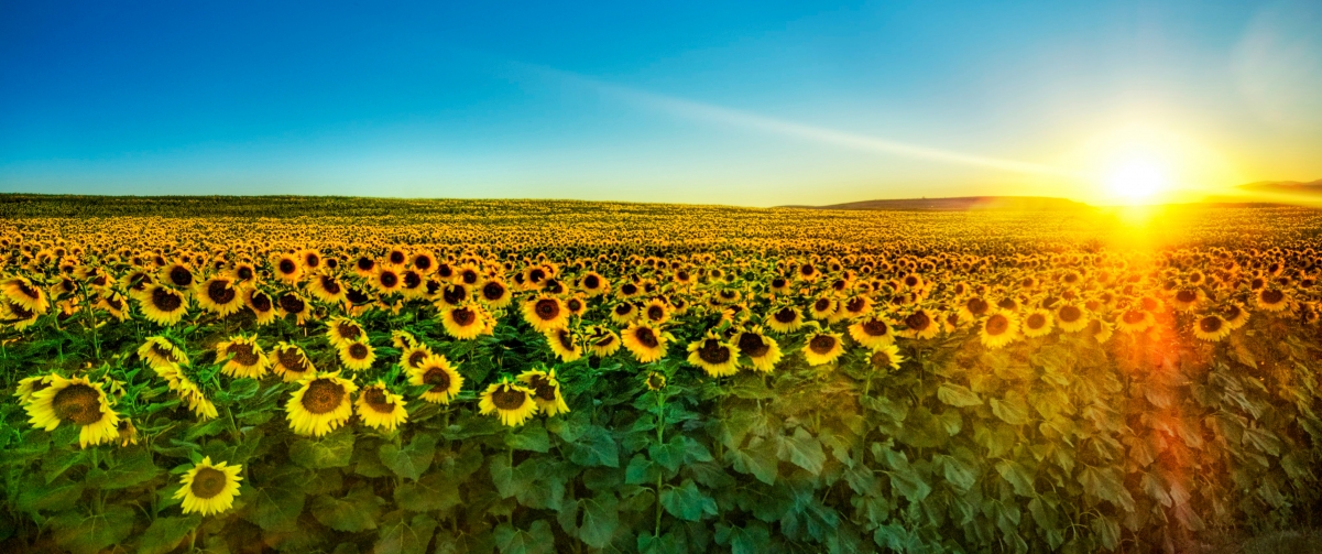Sunflower sunset with fish screen scenery