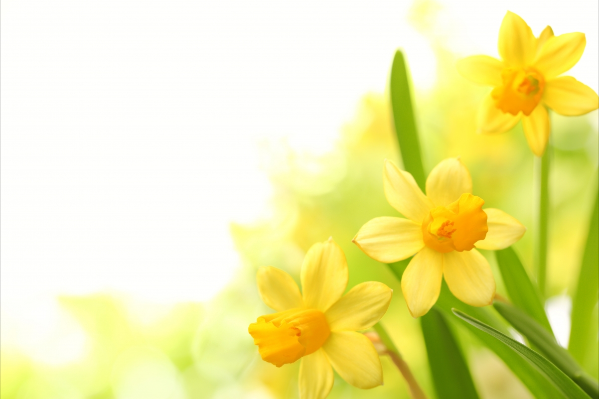 Flowers, yellow petals picture