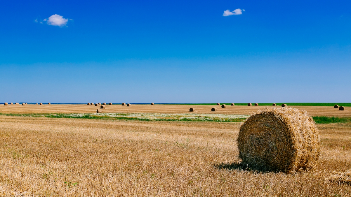 Summer fields Russian towns