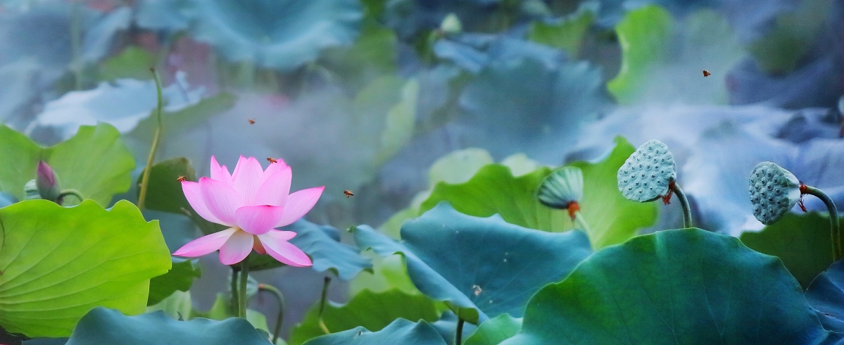 Summer lotus hd picture